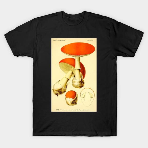 Amanita caesarea - Dufour, L. T-Shirt by immortalpeaches